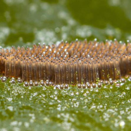 Where Do Mosquitos Go in the Winter?